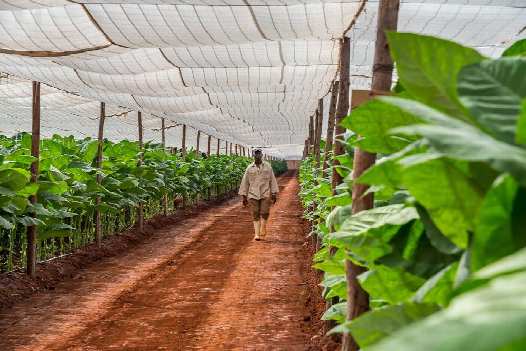 Declaración del Grupo Empresarial Tabacuba sobre pago en MLC a productores de Pinar del Río