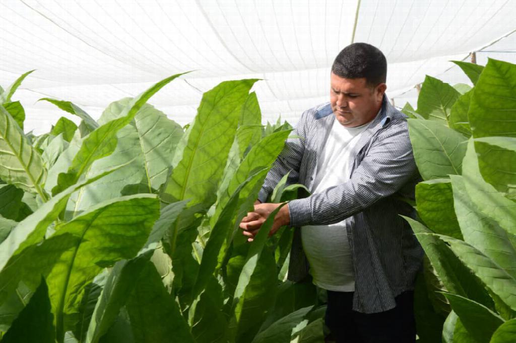 Yoandi Rodríguez Porra, Premio Habano 2022 en Producción. Yoandi Rodríguez Porra, Premio Habano 2022 en Producción.