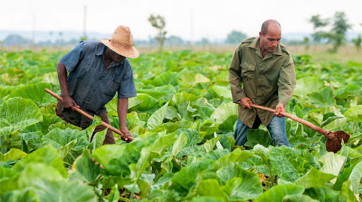 Medidas para estimular la producción de alimentos  en Cuba.