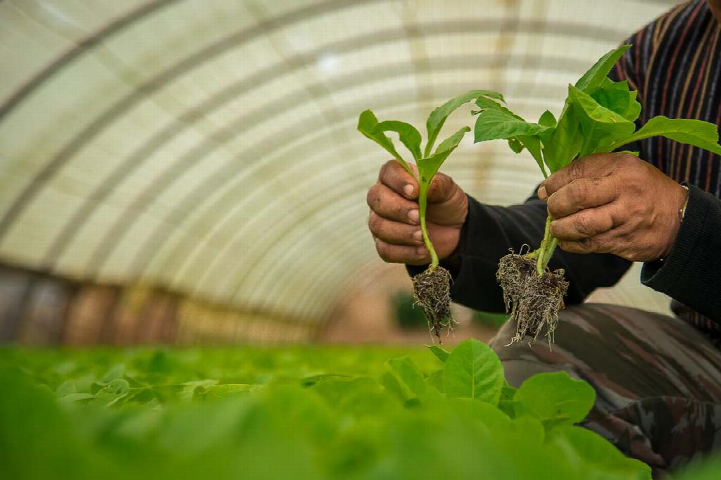 The 2021-2022 Tobacco Campaign advances in Pinar del Rio.