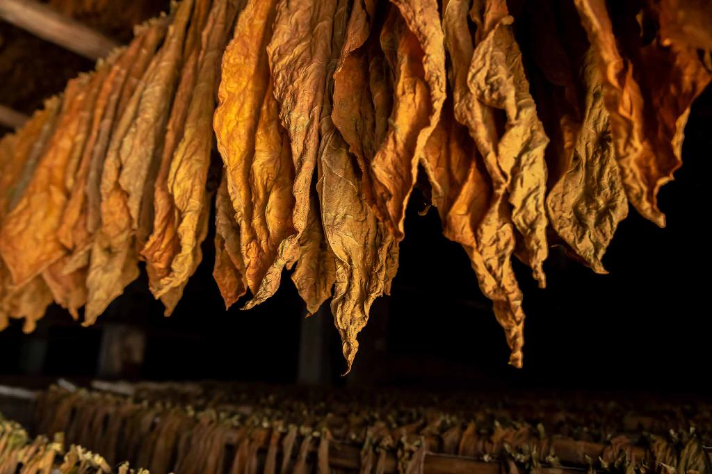 Aprobados nuevos precios de acopio del tabaco, a partir de su cadena de valor.