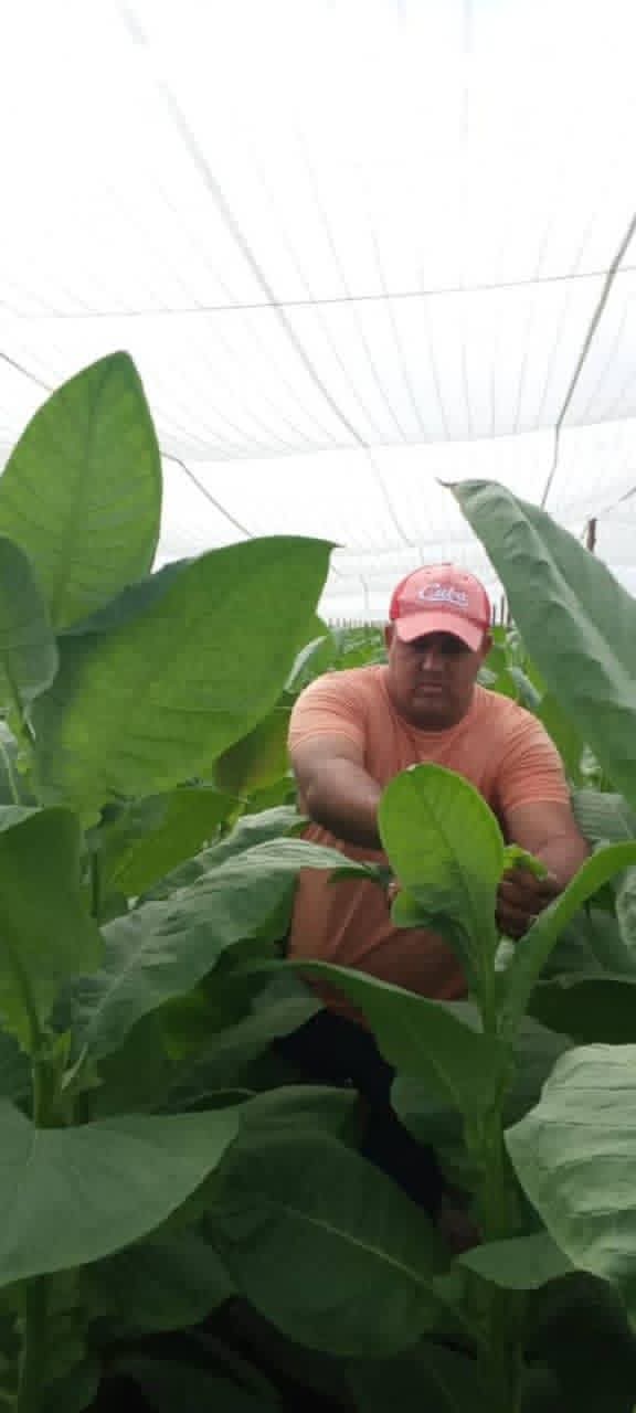 La fuerza de la tradición familiar