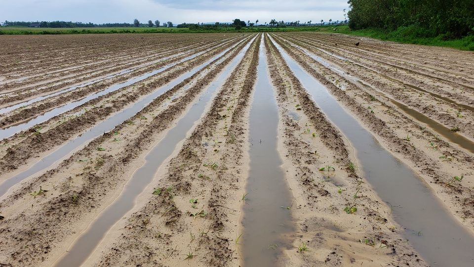 Afectaciones de la tormenta tropical Eta en el sector tabacalero