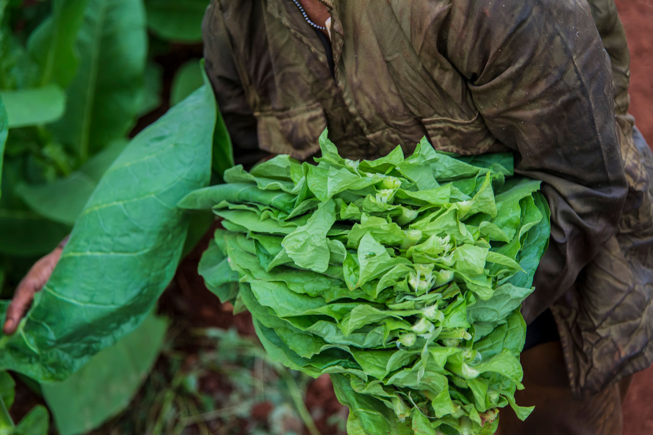 Proceso Agrícola